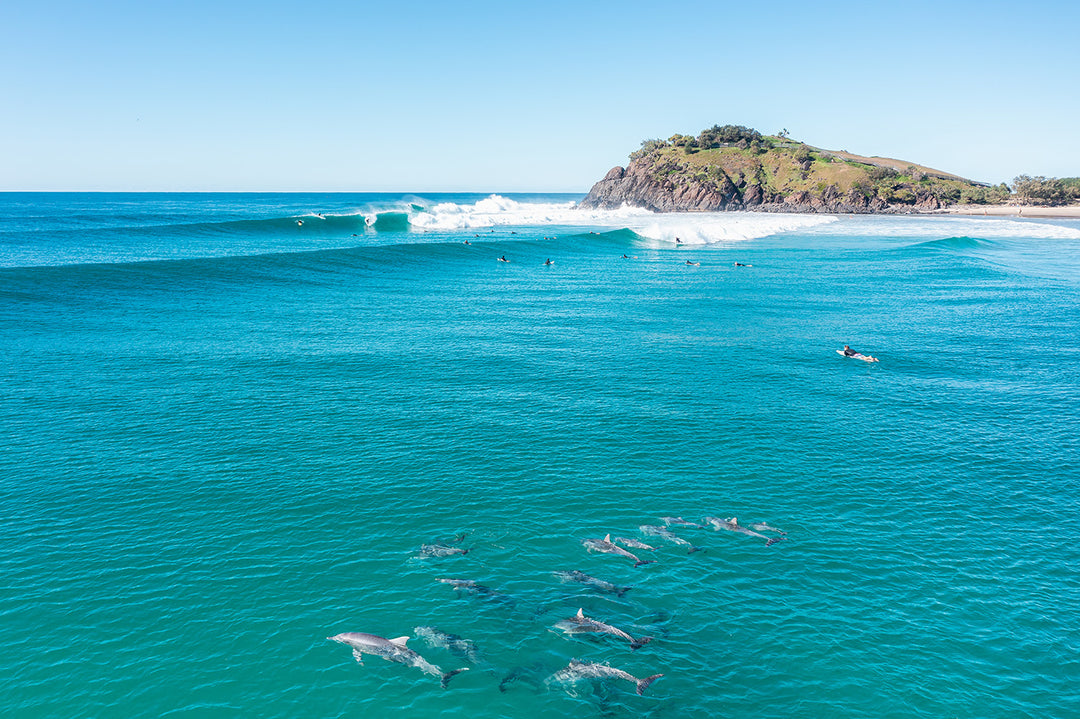 Surf N Dolphins