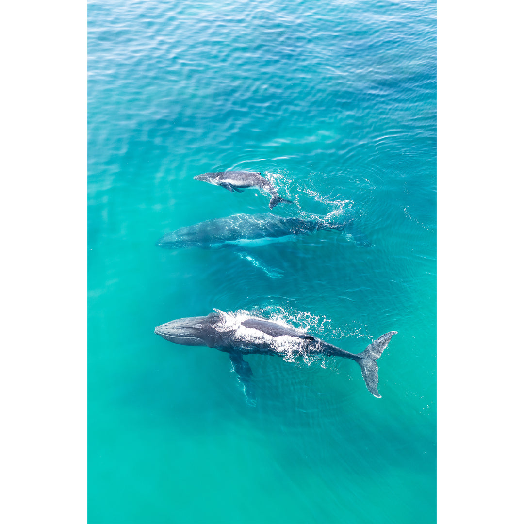 Trio Vertical