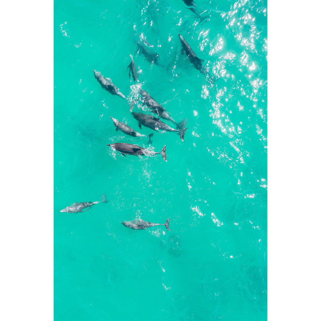 Bondi Dolphins