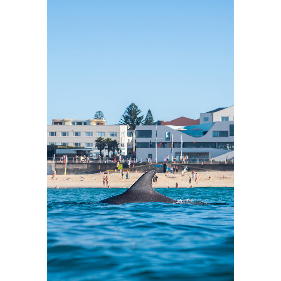 NoBo Dolphin Vertical