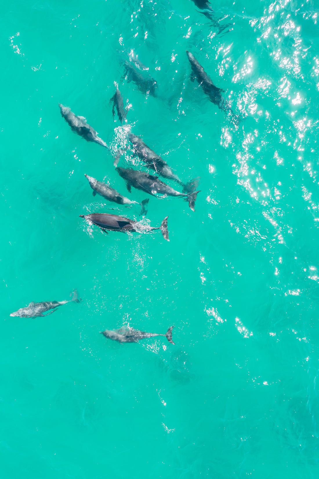 Dolphins come to Bondi