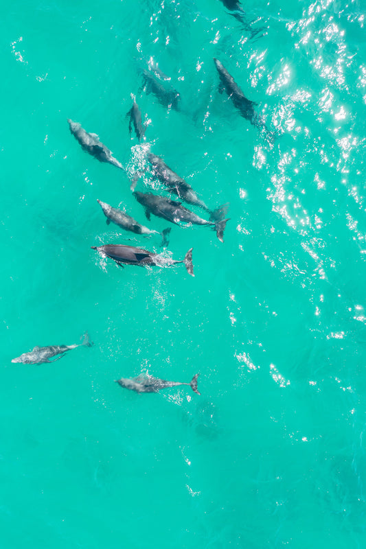 Dolphins come to Bondi