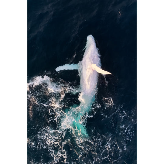 The White Whale - Siale