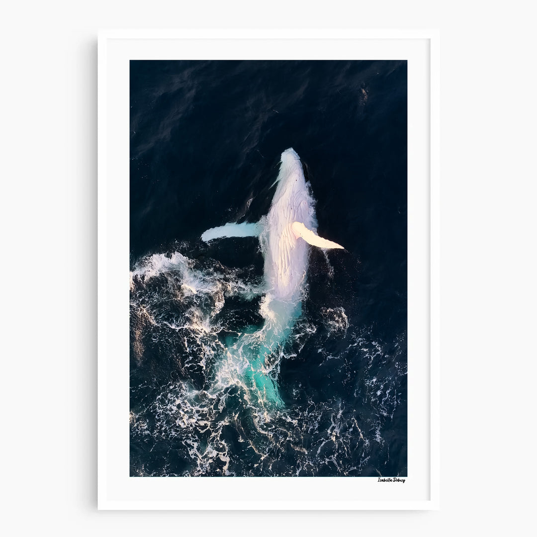 The White Whale - Siale