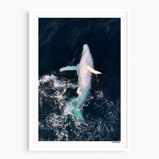 The White Whale - Siale