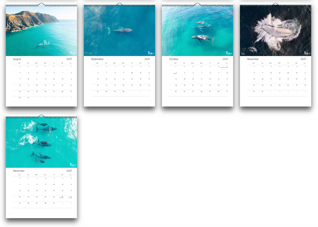 2027 A3 Calendar - Whales of the East Coast