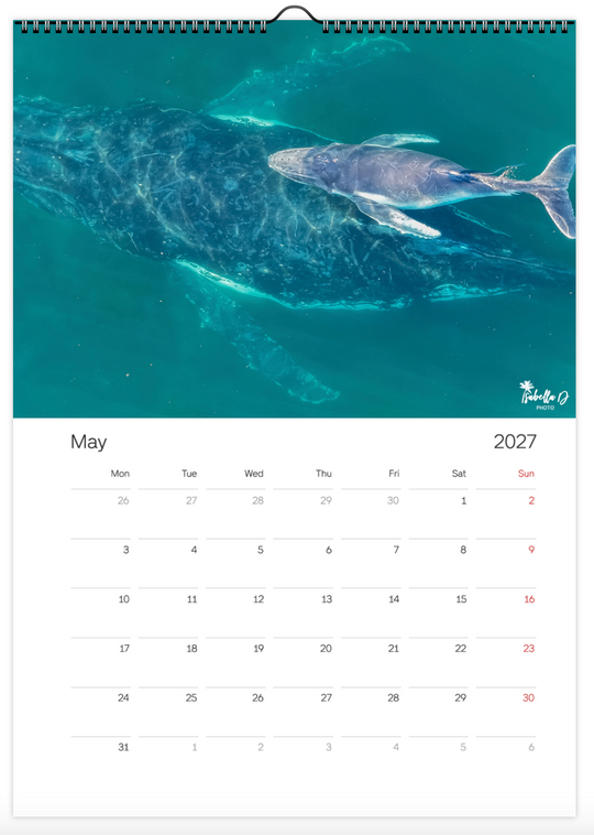 2027 A3 Calendar - Whales of the East Coast