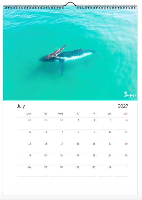 2027 A3 Calendar - Whales of the East Coast