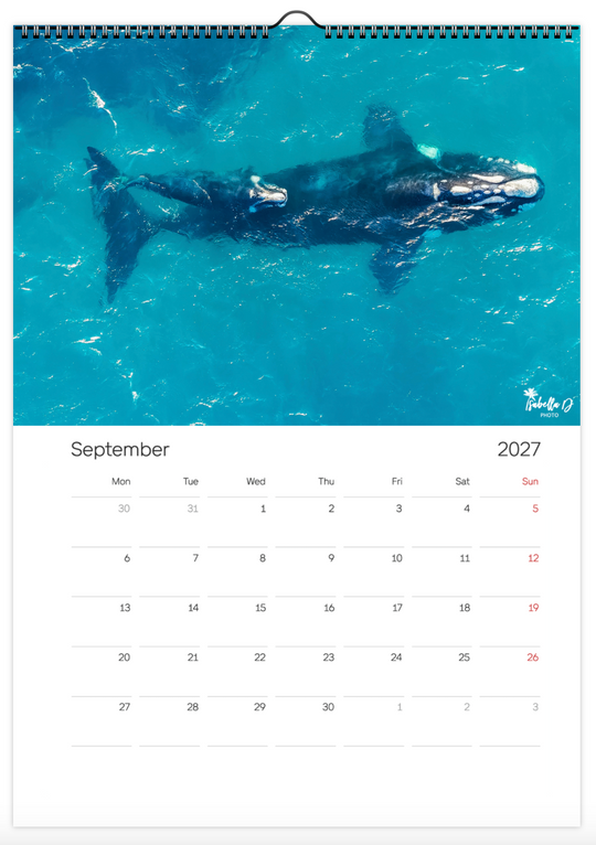 2027 A3 Calendar - Whales of the East Coast