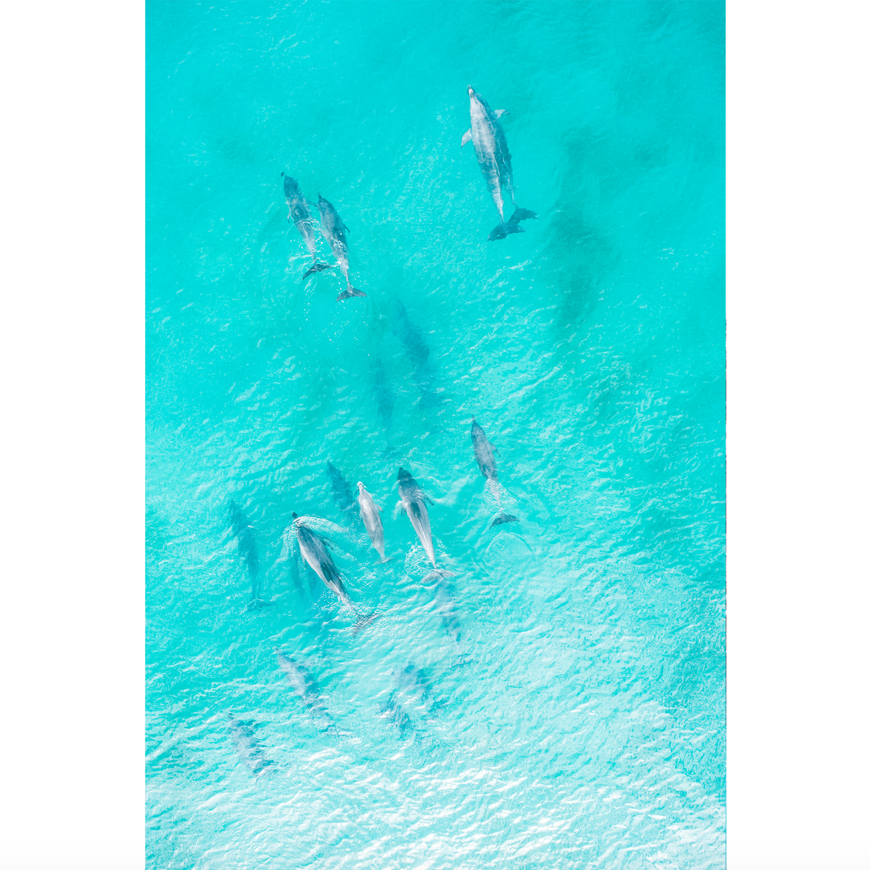 Wategos Dolphins